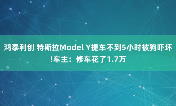 鸿泰利创 特斯拉Model Y提车不到5小时被狗吓坏!车主：修车花了1.7万